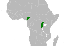 White-bellied Blue Flycatcher
