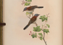 White-bellied Bustard