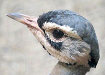 White-bellied Bustard