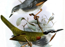 White-bellied Canary