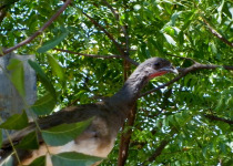 White-bellied Chachalaca
