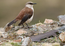 White-bellied Cinclodes