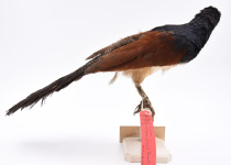 White-bellied Coucal