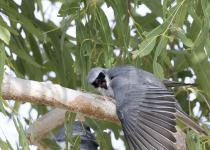 White-bellied Cuckooshrike