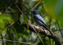 White-bellied Cuckooshrike