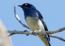 White-bellied Dacnis