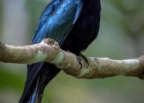 White-bellied Drongo