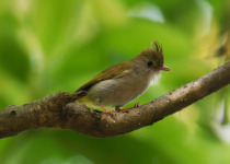 White-bellied Erpornis