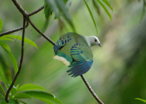 White-bellied Fruit Dove