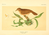 White-bellied Fulvetta