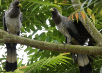 White-bellied go-away bird