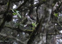White-bellied Goshawk
