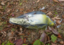 White-bellied Green Pigeon