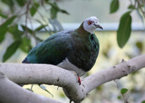 White-bellied Imperial Pigeon