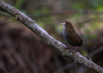 White-bellied Minivet