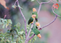 White-bellied parrot