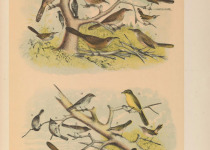 White-bellied Pygmy-Owl