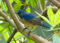 White-bellied Redstart