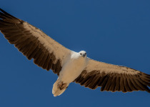 White-bellied Sea Eagle