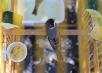 White-bellied Seedeater