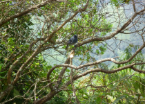 White-bellied Shortwing