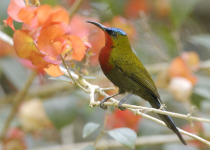 White-bellied Sunbird