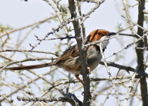 White-bellied Sunbird