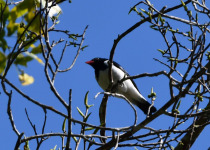 White-bellied Tanager