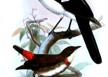 White-bellied Thicket-Fantail