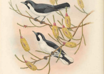 White-bellied Thicket-Fantail