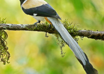 White-bellied Treepie