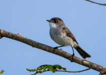 White-bellied Tyrannulet
