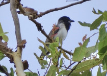 White-bellied Whistler