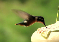 White-bellied Woodstar
