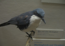 White-bellied Wren