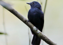 White-bibbed Antbird