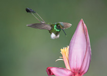 White-booted Racket-tail