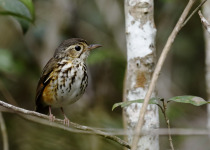 White-breasted Antbird