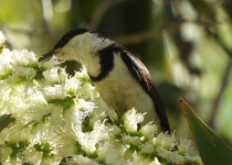 White-breasted Cuckooshrike