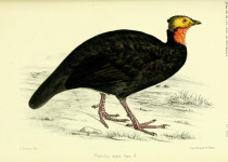 White-breasted Guineafowl