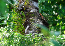 White-breasted Parakeet