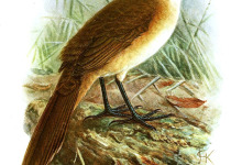 White-breasted Tapaculo