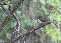 White-breasted Thrush