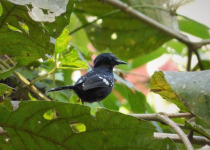 White-breasted Wood Wren