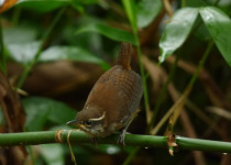White-breasted Wood-Wren