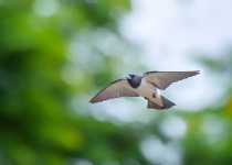 White-breasted Woodswallow