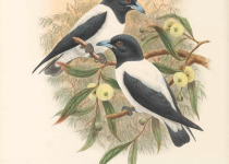 White-breasted Woodswallow