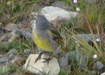 White-bridled Finch