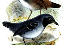 White-browed Antbird