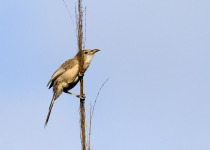 White-browed Antbird